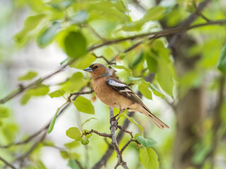 Common chaffinch, Fringilla coelebs, sits on a branch in spring on green background. Common chaffinch in wildlife.