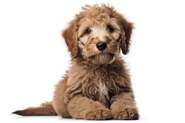 australian shepherd puppy sitting in front of white background
