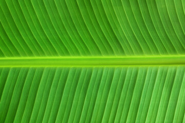 Green banana leaf texture for background and design art work.