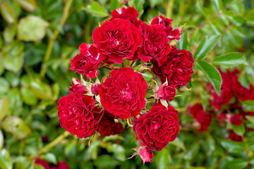 A cluster of red rose blooms. Rosa 'Crimson Siluetta' (Korsilu06).  A climbing rose bred by Kordes Roses.