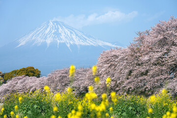Mount Fuji and cherry blossoms bloom beautifully in spring in Japan.