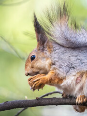 The squirrel with nut sits on a branches in the spring or summer.