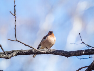 Common chaffinch, Fringilla coelebs, sits on a tree. Common chaffinch in wildlife.