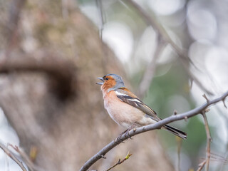 Common chaffinch, Fringilla coelebs, sits on a tree. Common chaffinch in wildlife.