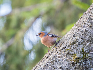 Common chaffinch, Fringilla coelebs, sits on a tree. Common chaffinch in wildlife.