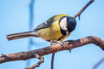 Cute bird Great tit, songbird sitting on the branch with blured background