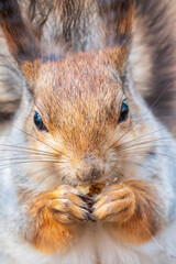 The squirrel with nut sits on a branches in the spring or summer. Portrait of the squirrel close-up