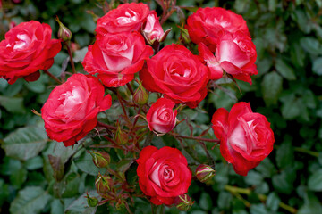 A cluster of rosa 'Mandarine Ice' (Korplunblo).  A floribunda rose bred by Kordes Roses.  This variety is also known as 'Planten un Blomen' and Princesse Disney'