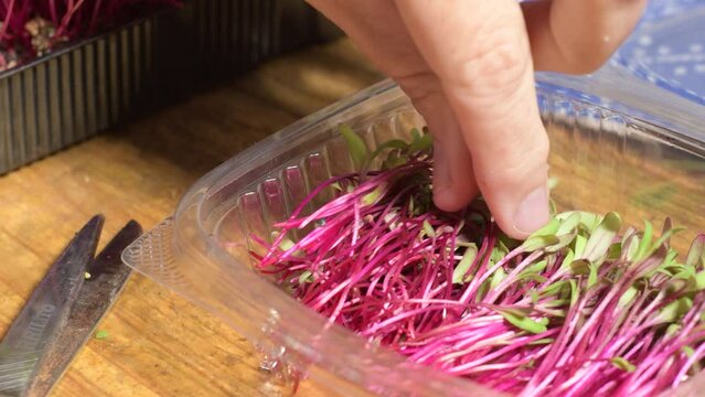 detail close-up cut of micro gren beetroot woman hand.
