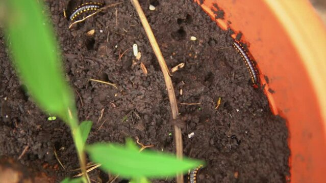 Extreme close-up of a large centipede devouring a small insect in a terrarium filled with soil and plants.