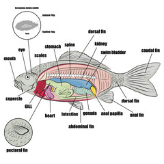 Internal and external parts of the fish, otolith sample and accommodation.