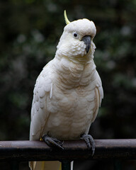 australian cockatoo