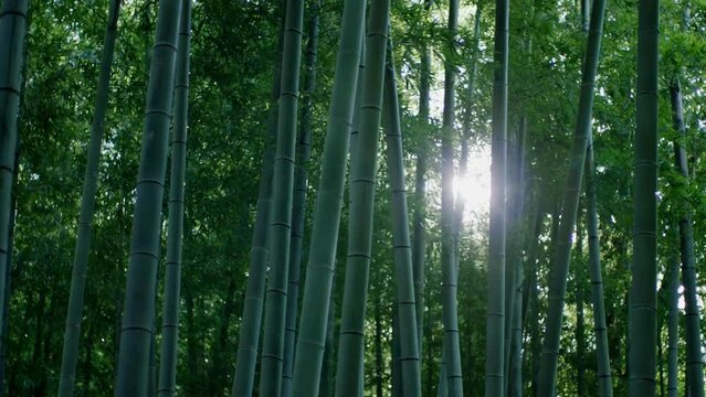 晴れの日に風に揺れるたくさん茂った竹林の竹と葉　陽光の陰影　差し込むキラキラとした日差し　木漏れ日　子供の日・日本・春のイメージ