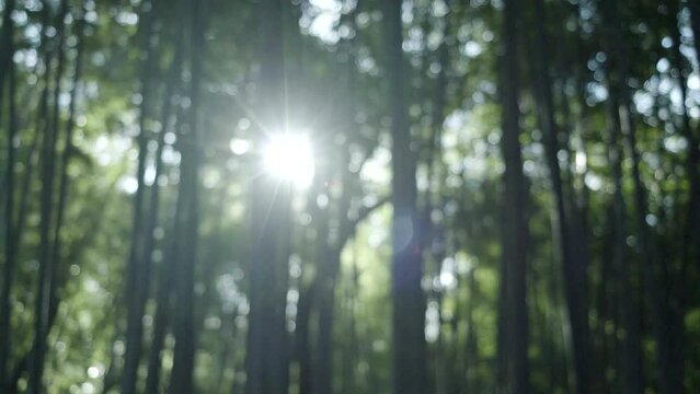 晴れの日に風に揺れるたくさん茂った竹林の竹と葉　陽光の陰影　差し込むキラキラとした日差し　木漏れ日　子供の日・日本・春のイメージ