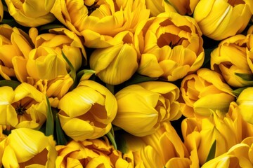 Spring Yellow White Tulip Tulips Flower Flowers Seamless Repeating Repeatable Texture Pattern Tiled Tessellation Background Image