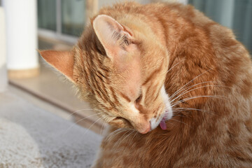 Ginger cat cleaning itself.  Happy tabby catting sitting in the sun. 