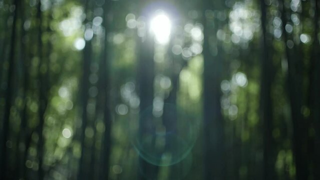 晴れの日に風に揺れるたくさん茂った竹林の竹と葉　陽光の陰影　差し込むキラキラとした日差し　木漏れ日　子供の日・日本・春のイメージ