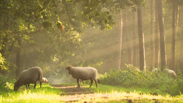 Cinematic sun rays capturing flock of sheep feeding in the forest. Calm forest with the sheep feeding in the forest. Natural environment with animals concept.