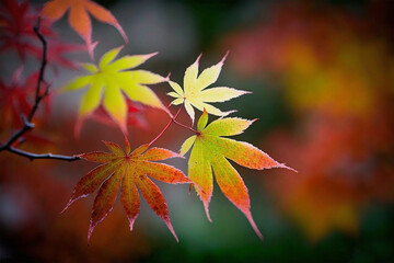 Beautiful maple leaves in autumn sunny day in foreground and blurry background