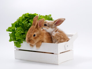 rabbits and fresh greens salad parsley carrot cabbage on a white background