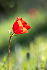 Red wild anemone flowers among green grass close-up
