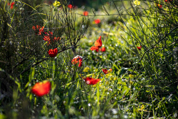 Red wild anemone flowers among green grass close-up