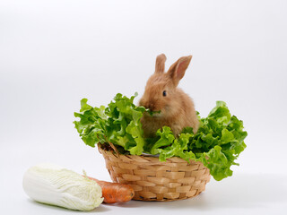 rabbits and fresh greens salad parsley carrot cabbage on a white background