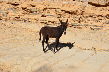 A donkey in the wild desert