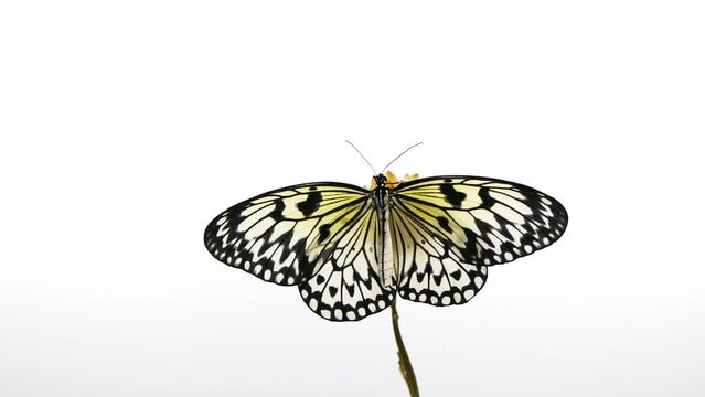 Slow motion beautiful paper kite butterfly opens wings on yellow flower on white