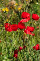 Red flowers of blooming wild poppies among green grass.