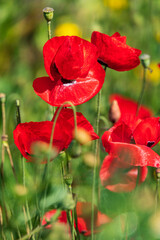 Red flowers of blooming wild poppies among green grass.