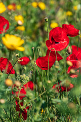 Red flowers of blooming wild poppies among green grass.
