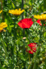 Obraz premium Red flowers of blooming wild poppies among green grass.
