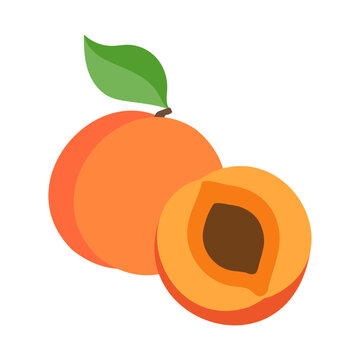 アンズ。フラットなベクターイラスト。
Apricot. Flat designed vector illustration.
