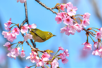 メジロと桜 