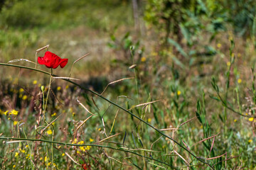 Red flowers of blooming wild poppies among green grass.