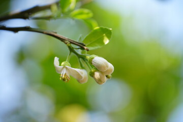 Pomelo flowers are white and fragrant with buds in organic garden.