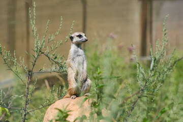 meerkat looks into the distance, meerkat meerkat, a native African animal, a small predator belonging to the mongoose family