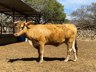 Cow in corral