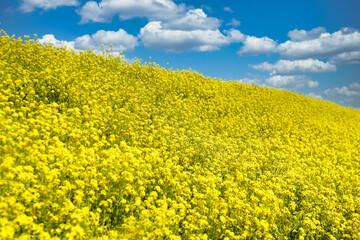 Obraz premium Nanohana flowers and blue sky