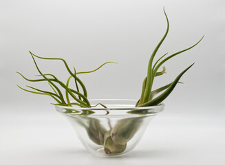 Tillandsia is a plant without roots. It absorbs its nutrients from the moisture present in the air. Plant care concept.