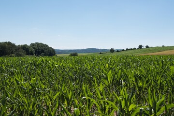 Young maize plants in a field in a rural landscape.