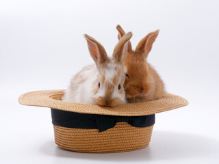 funny cute rabbits in a hat on a white background