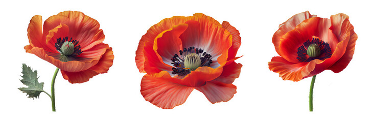 Red poppy flowers isolated on a transparent background. - Powered by Adobe