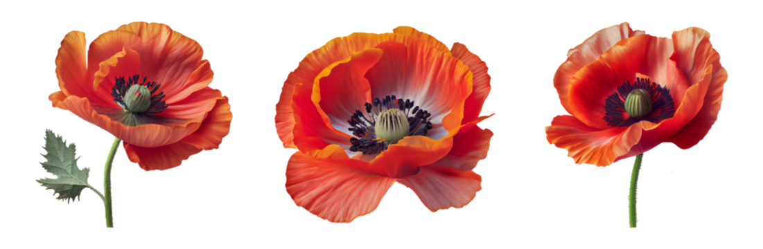 Red poppy flowers isolated on a transparent background.