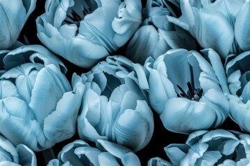 Fototapeta na wymiar Spring Blue, White Tulip Tulips Flower Flowers Seamless Repeating Repeatable Texture Pattern Tiled Tessellation Background Image