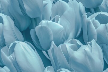 Spring Blue, White Tulip Tulips Flower Flowers Seamless Repeating Repeatable Texture Pattern Tiled Tessellation Background Image