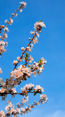 Plum tree flowers blooming with the arrival of spring and blue sky, background with text area, story