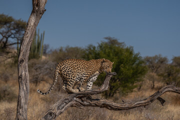 a leopard searching for prey in the grasslands of Namibia's Kalahari Desert