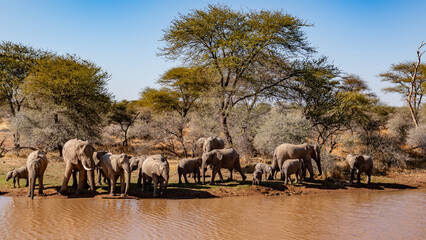 a herd of African elephants walking along the road to the watering hole of namibia